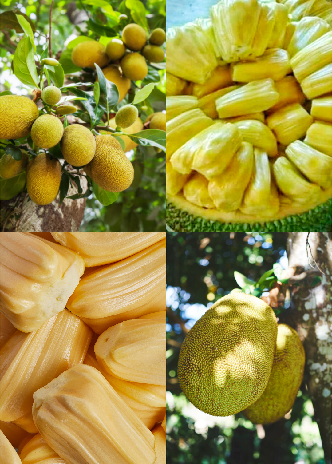 Jackfruit Tree Bundle: 'Golden Nugget' & 'Orange Crush' – Sow Exotic