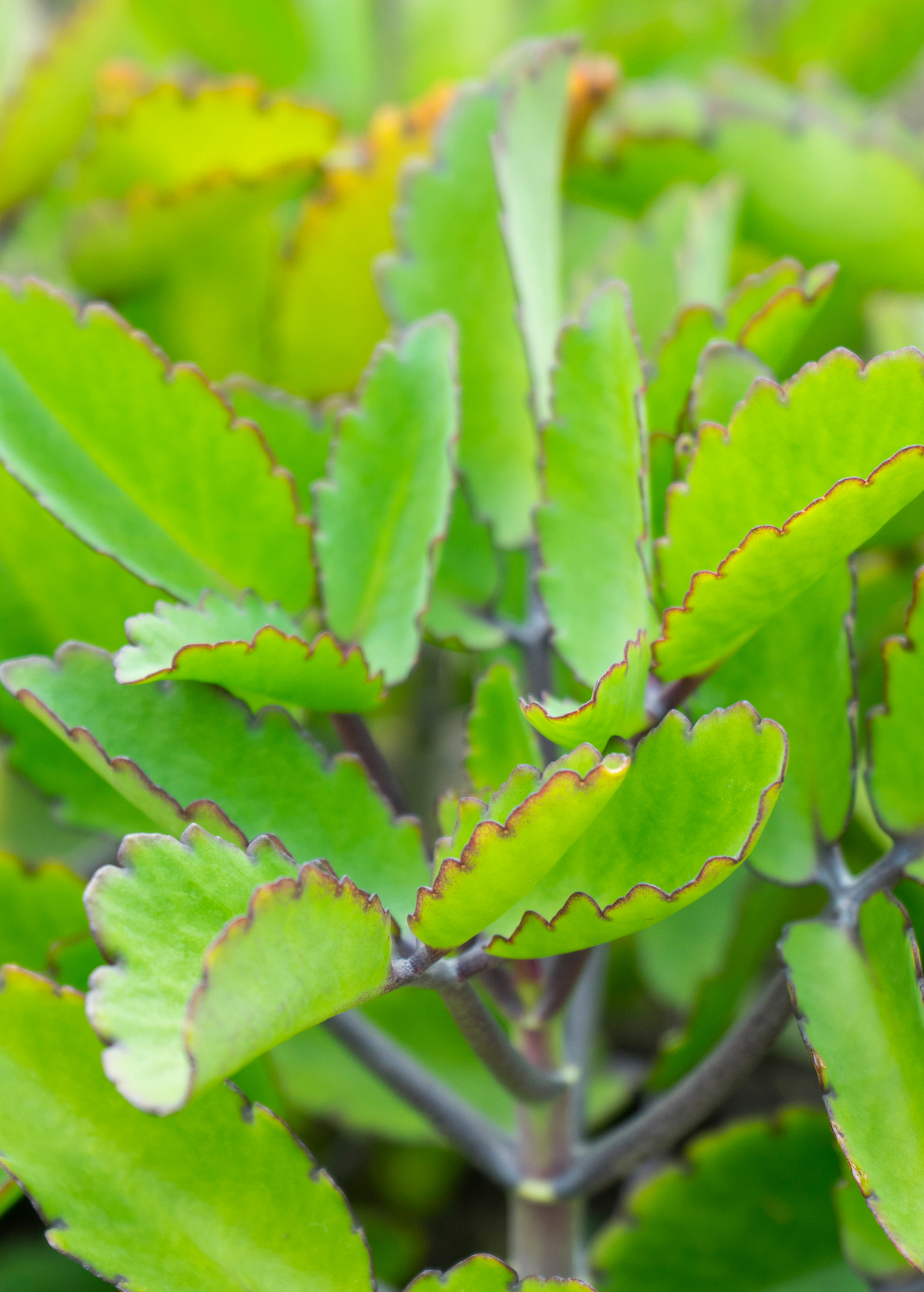 leaf of life plant care indoor Leaf of Life Plant for Sale
