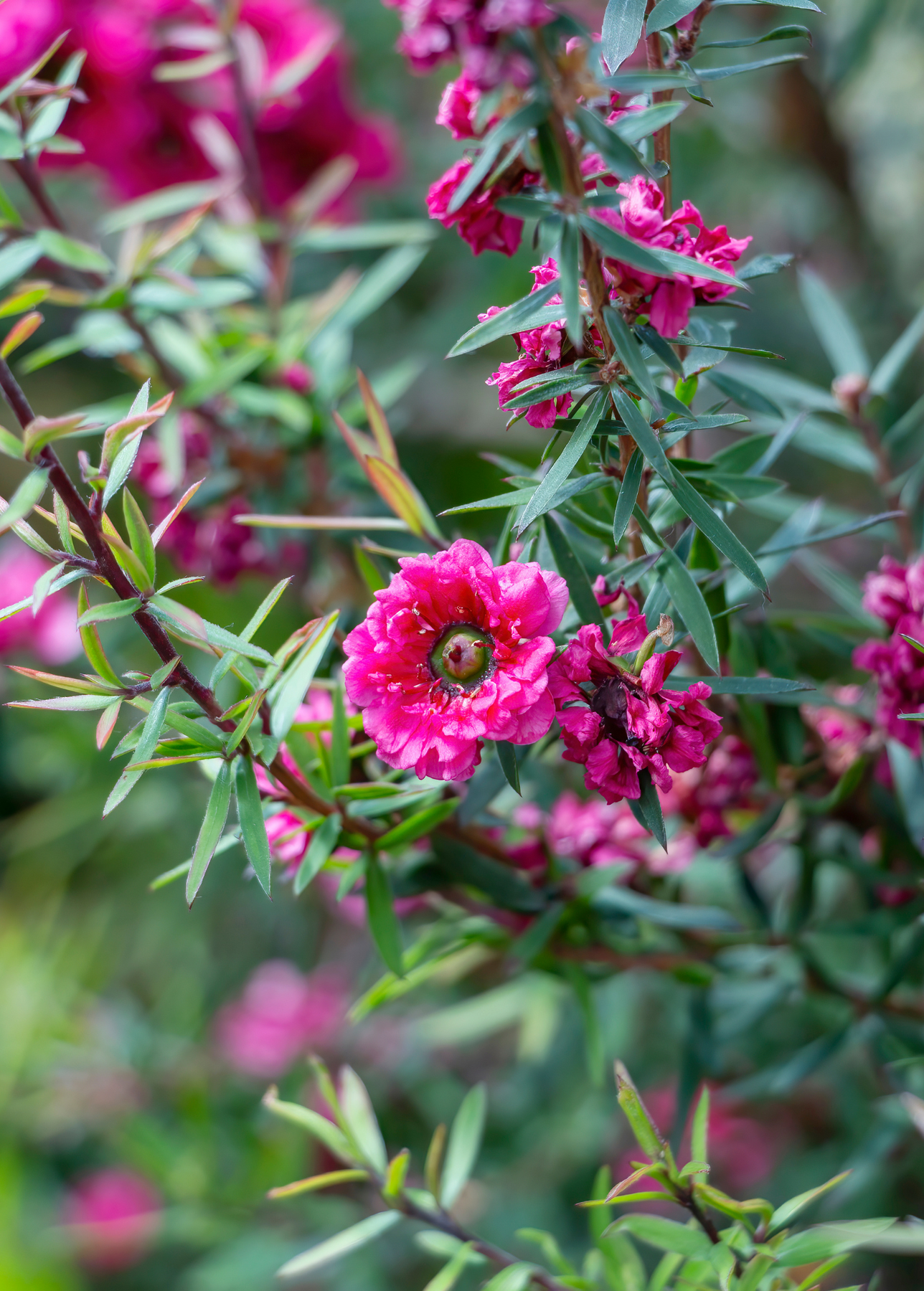 new zealand tea tree bonsai care New Zealand Tea (Leptospermum scoparium)