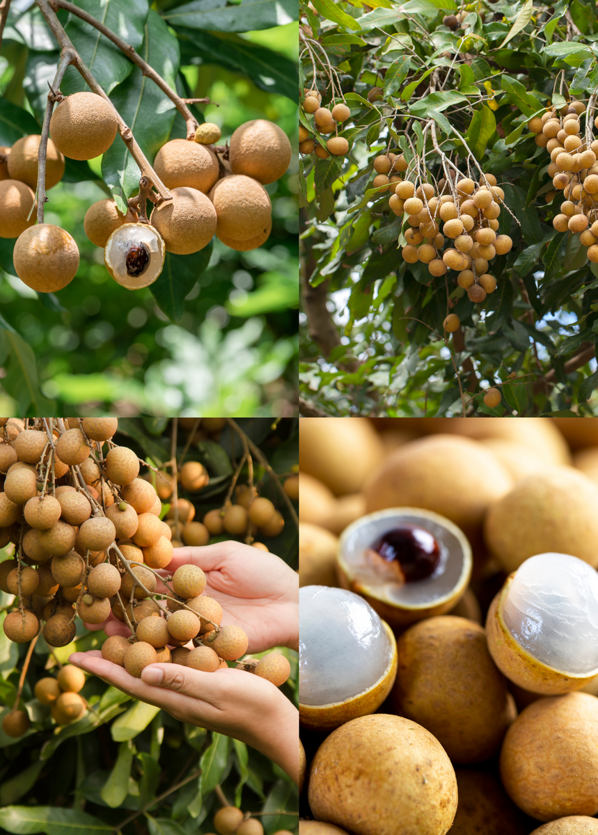 Longan Tree Bundle: 'Kohala' & 'Sri Chompoo' – Sow Exotic