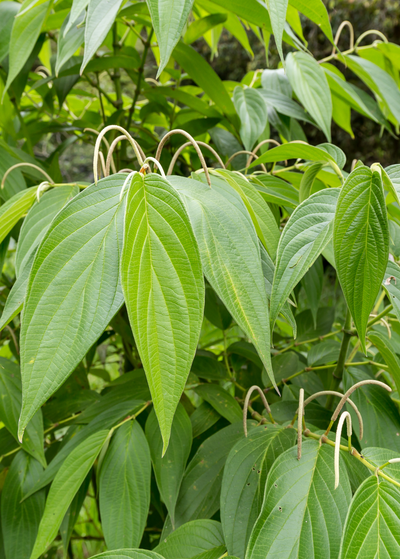 Yerba Mate Tree for Sale - Buying & Growing Guide 