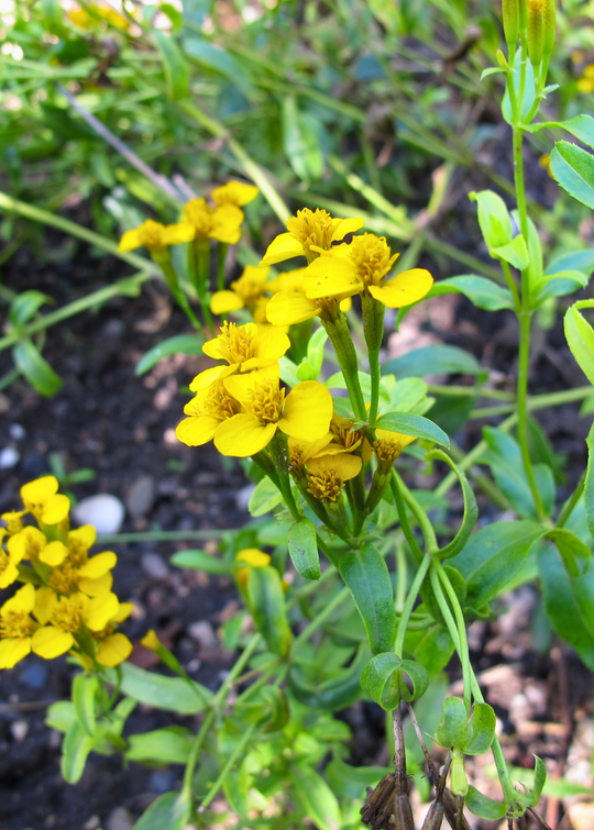 Mexican Tarragon (Tagetes lucida) Medium Coconut Coir Pot / Single Plant