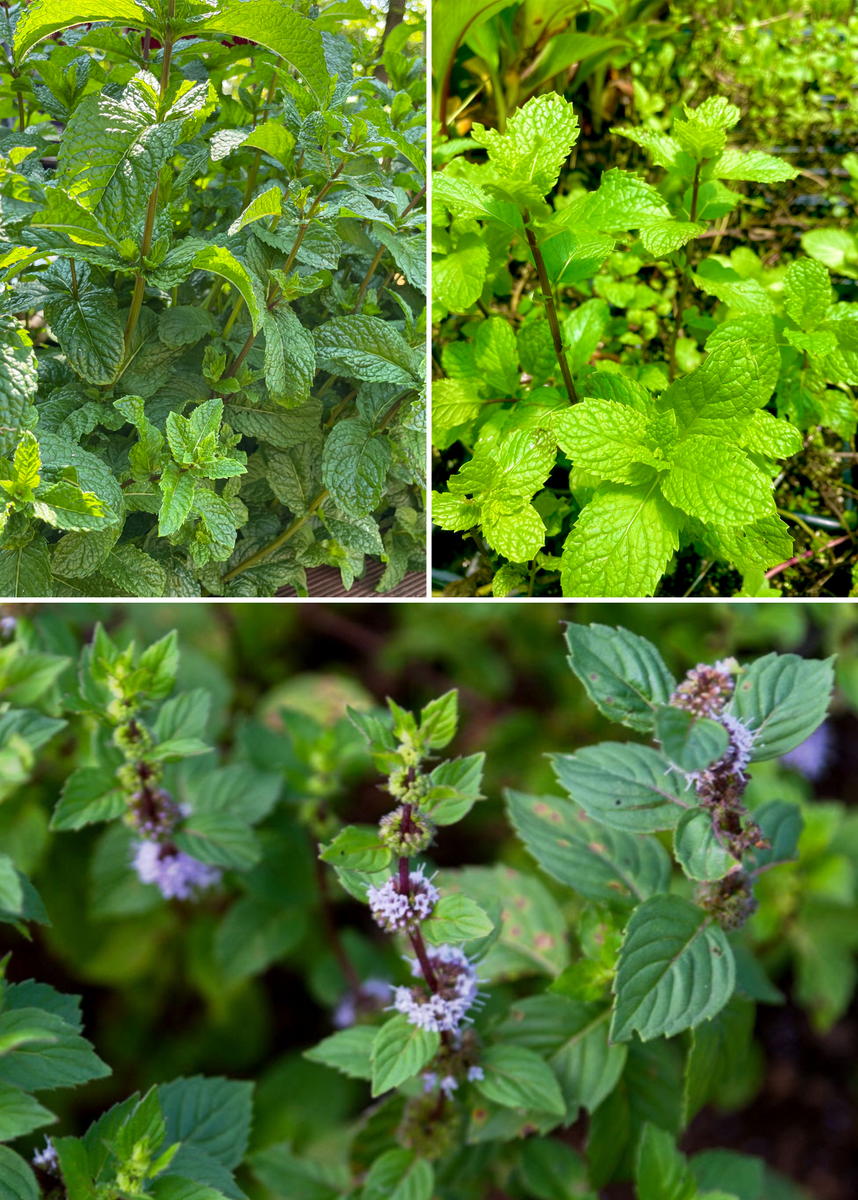 Mint Bundle: Vietnamese Mint, Moroccan Mint & Mojito Mint – Sow Exotic