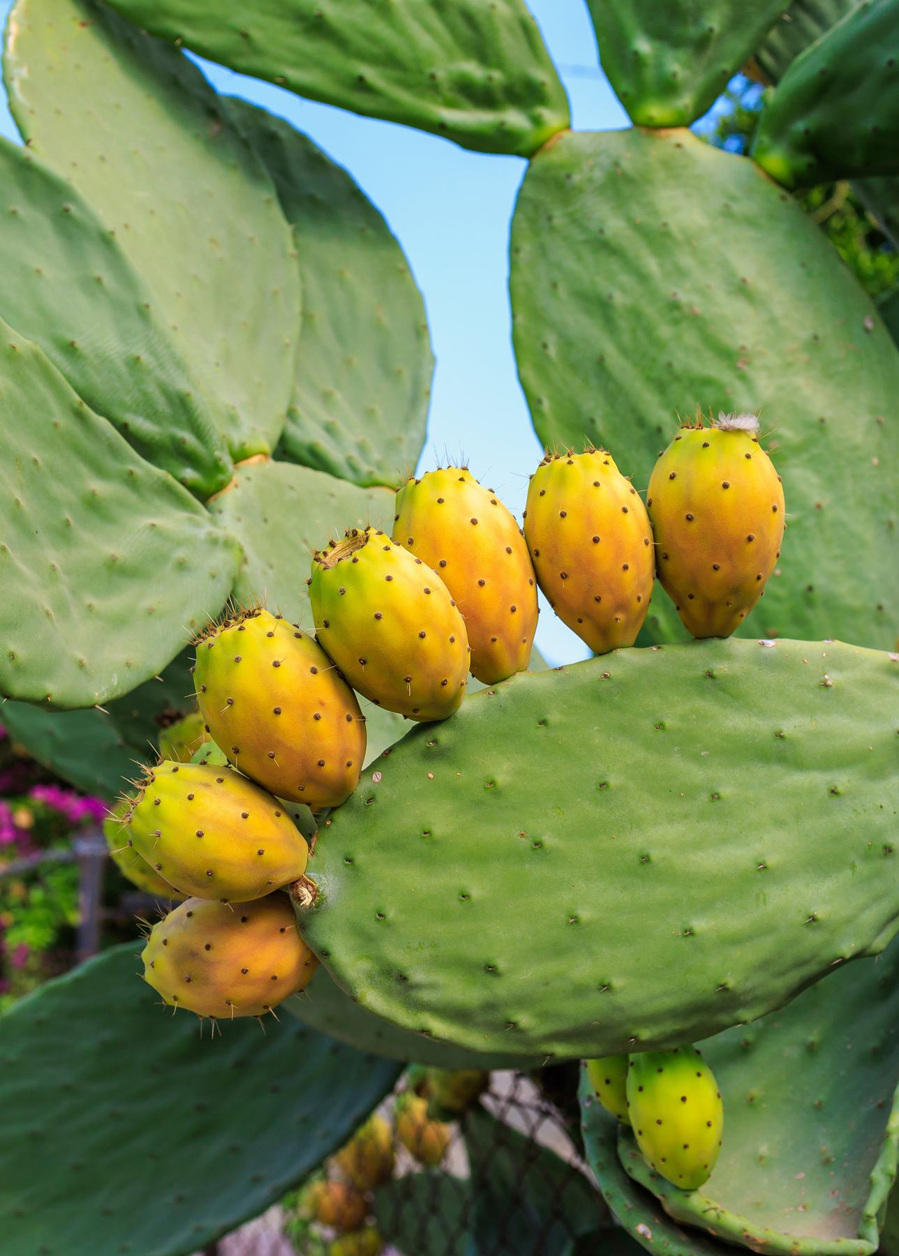 prickly pear cactus nopales Nopales Cactus (Opuntia matudae)