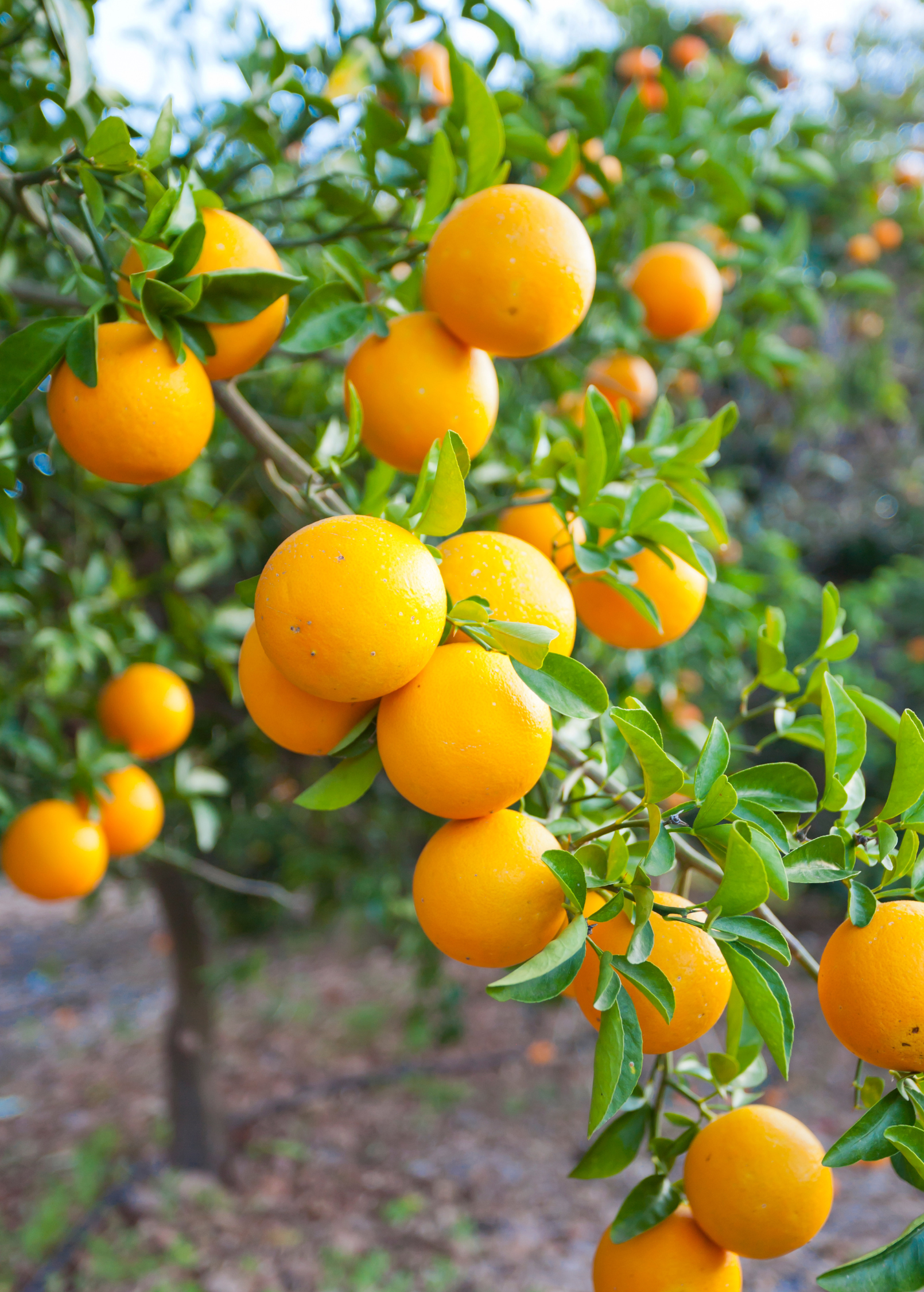 ★TOUT Y EST★ lime orange tree LIME ORANGE TREE OLL-4CitrusTreesforSale-