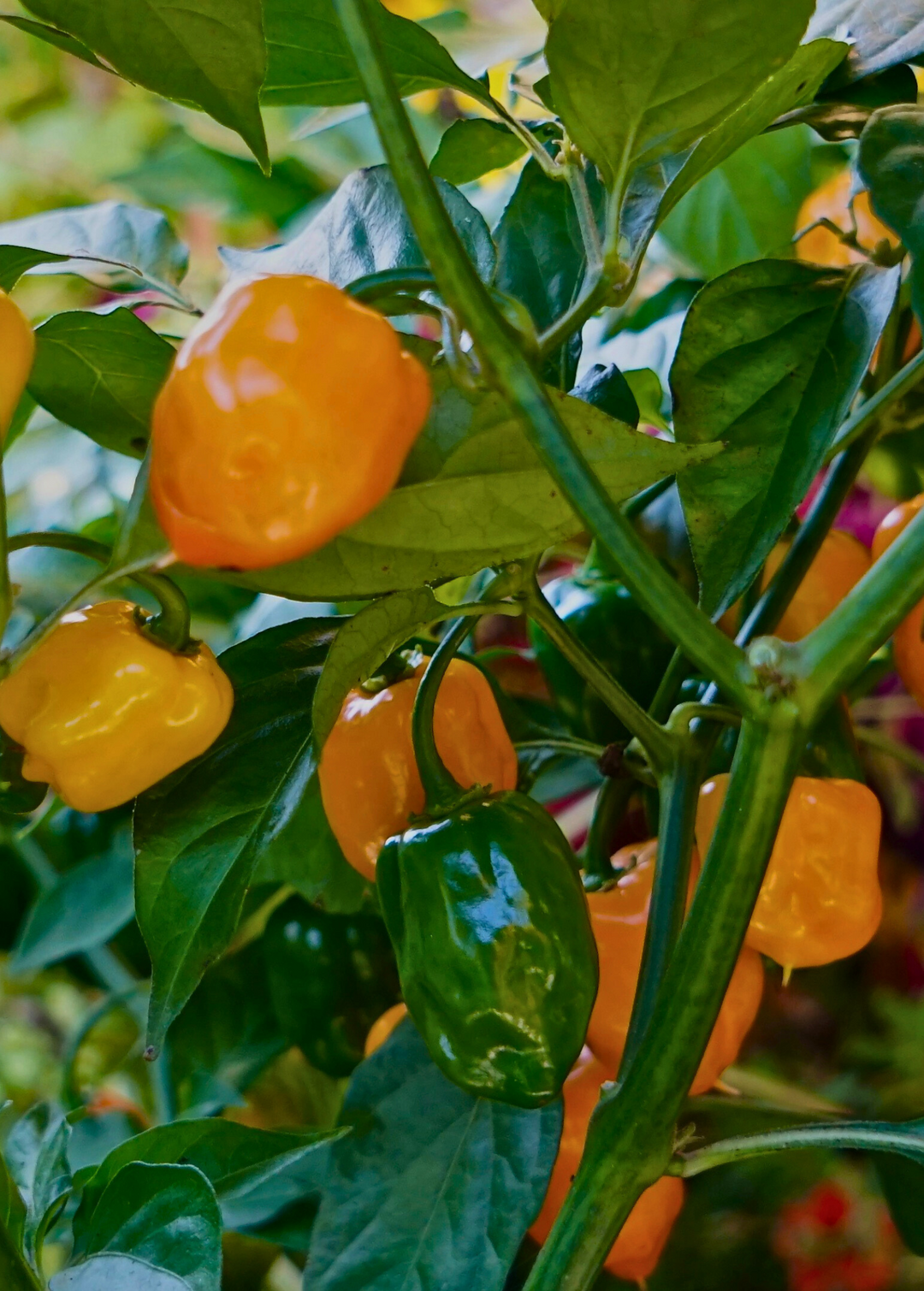 habanero plant fertilizer Orange Habanero Plants For Sale