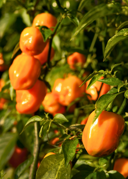Orange Habanero Plants For Sale
