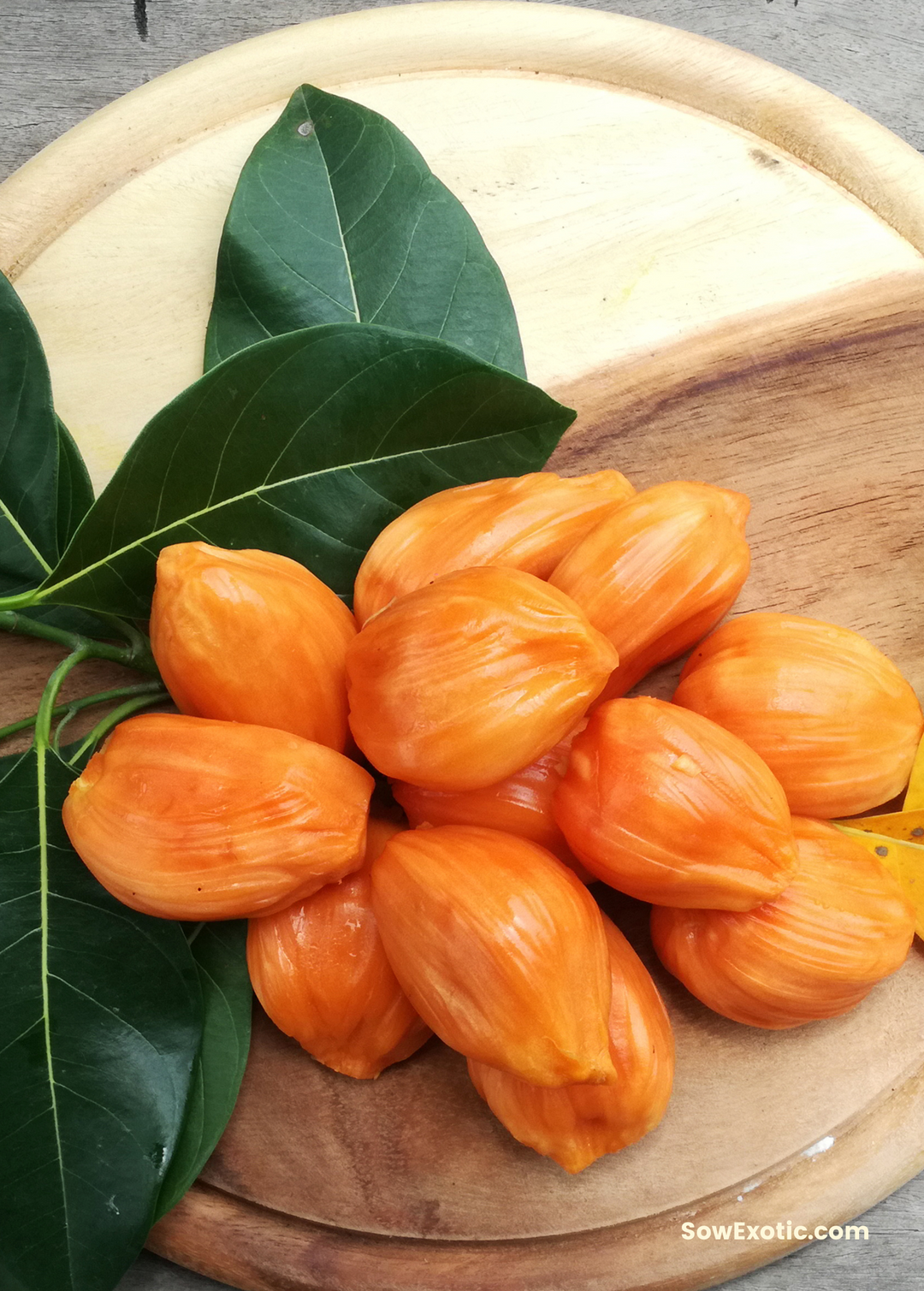 果樹 e.orange Jackfruit 'Orange Crush'| Live Fruit Tree | Sow Exotic