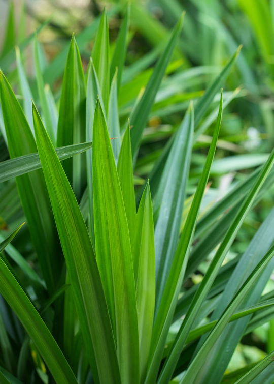 pandan plant fertilizer Pandan Leaf Plant for Sale