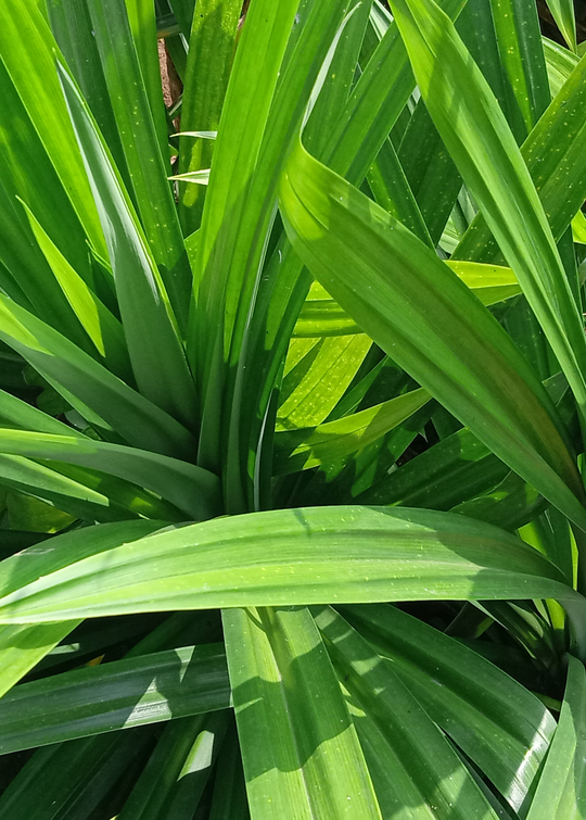 Pandan Leaf Plant for Sale