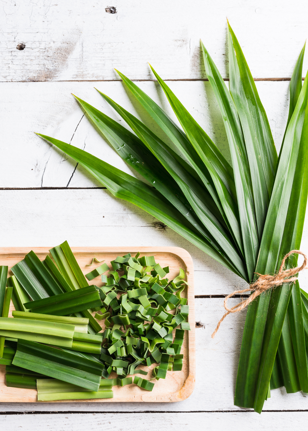 pandan plant fertilizer Pandan Leaf Plant for Sale