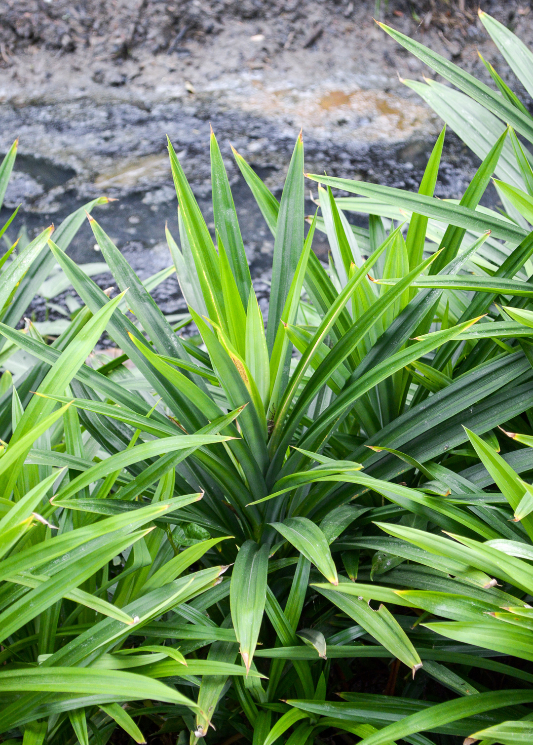 Pandan Leaf Plant for Sale