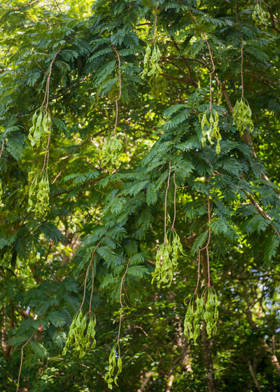African Locust Bean tree with fern-like leaves and bright green bean pods
