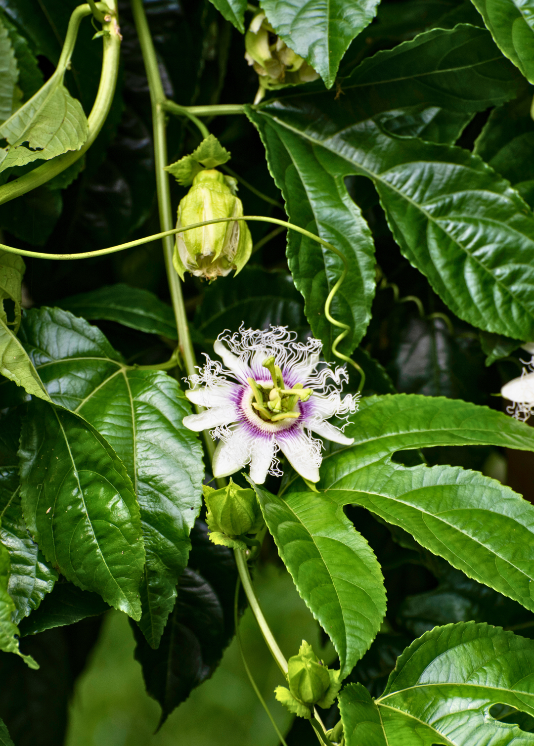 Passion Fruit 'Bounty' Plants for Sale