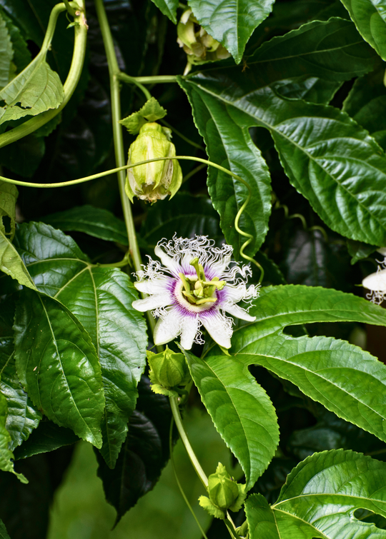 Passion Fruit 'Bounty' Plants for Sale