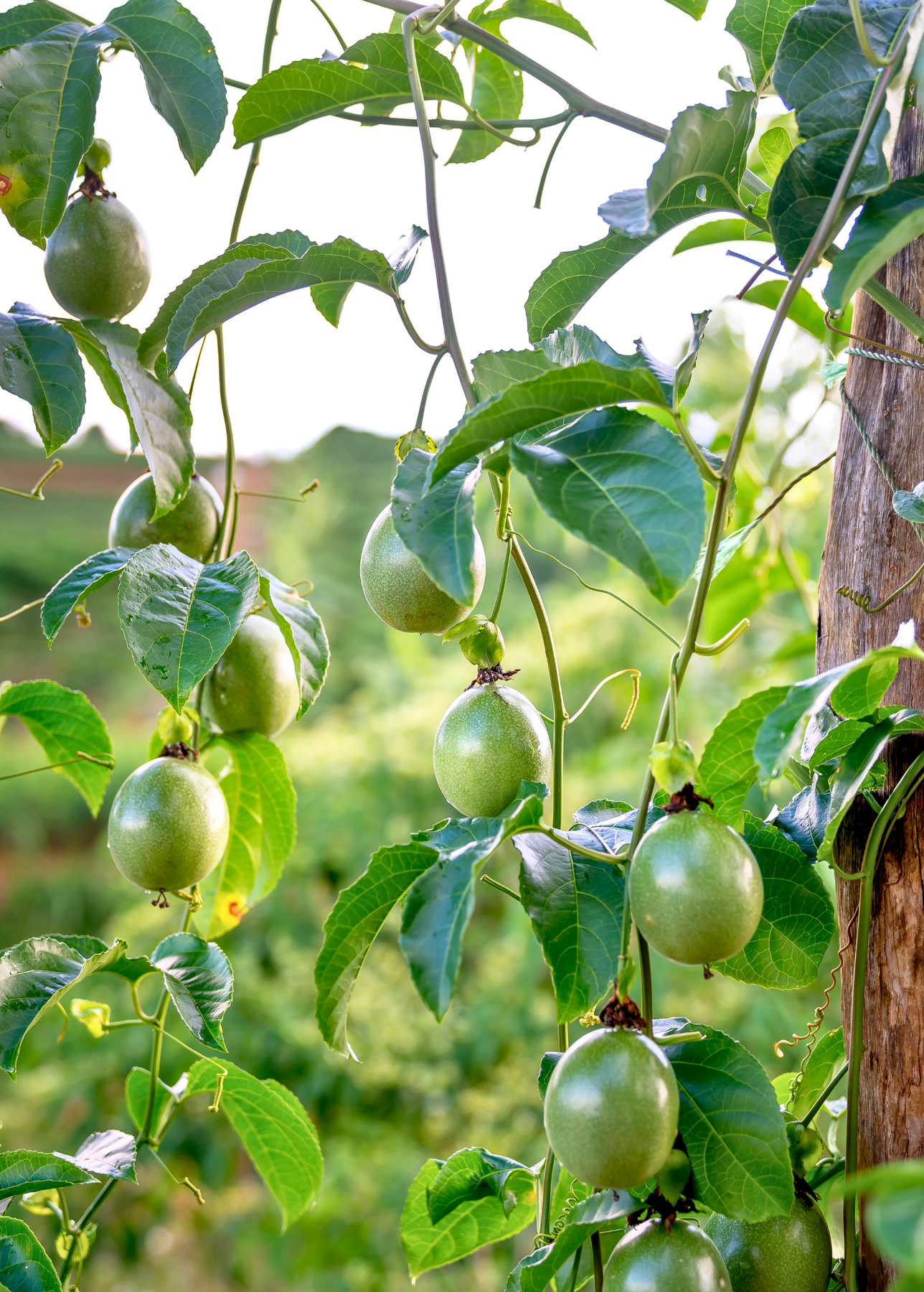 passion fruit plant fertilizer Passion Fruit 'Bounty' Plants for Sale
