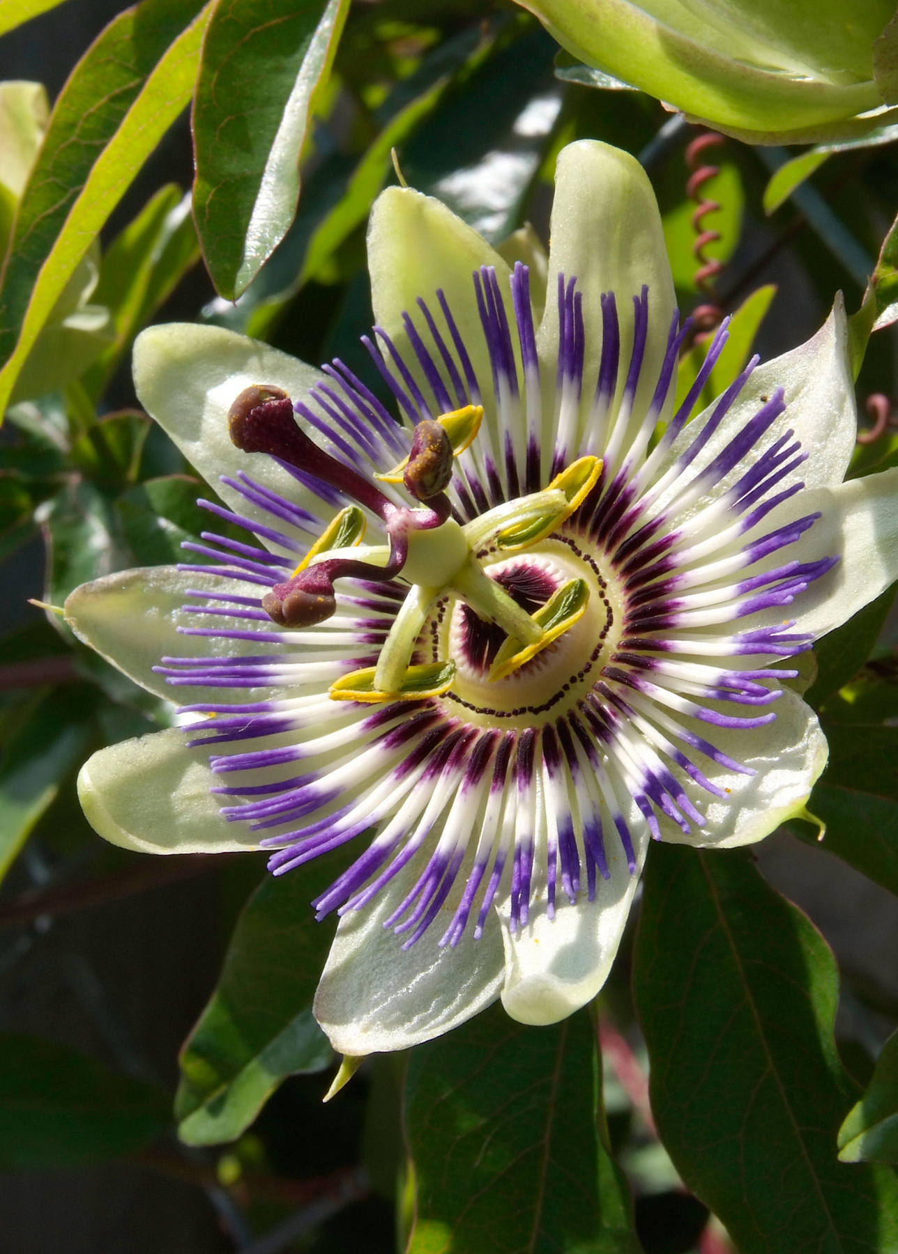 indoor passion flower plant Passion Fruit Vine, Passiflora edulis