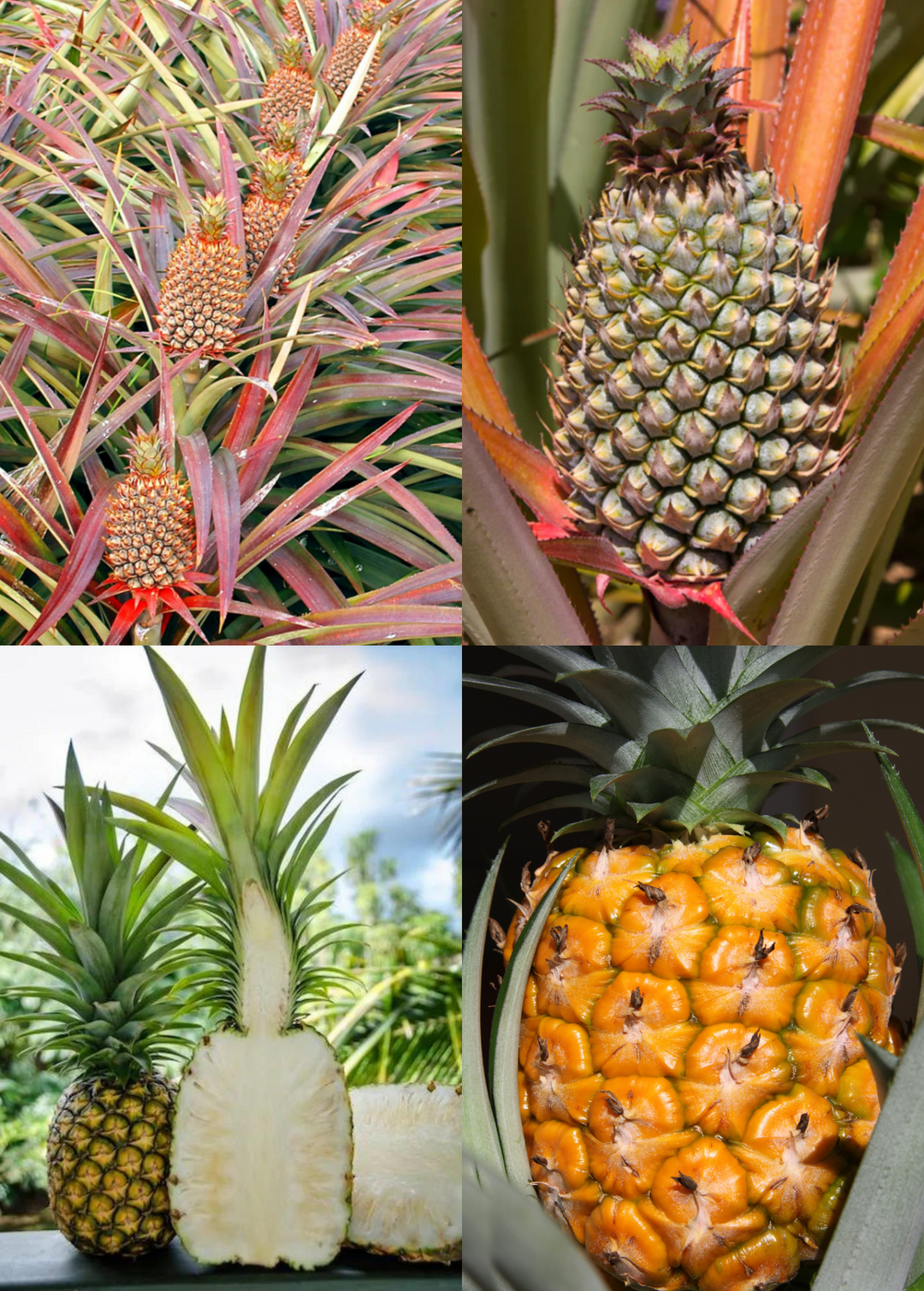 different types of pineapple plants Pineapple Bundle: 'Florida Special', 'Elite Gold', & 'Sugar Loaf' – Sow Exotic