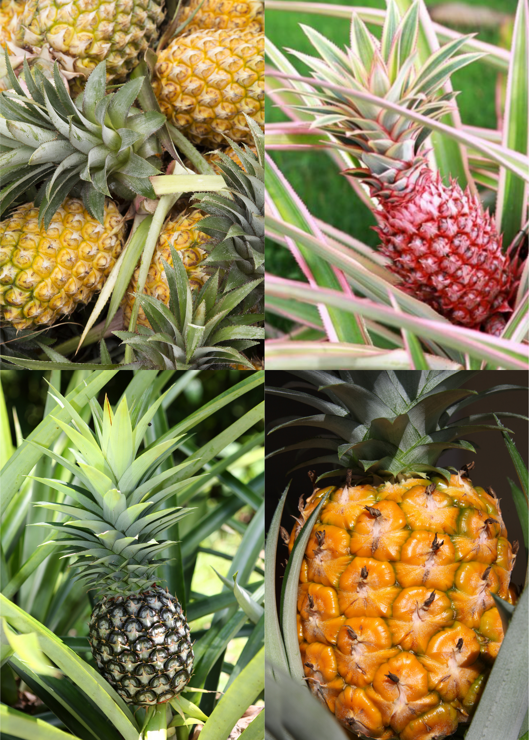 different types of pineapple plants Pineapple Bundle: 'White Jade', 'Variegated Juicy', & 'Elite Gold' – Sow Exotic