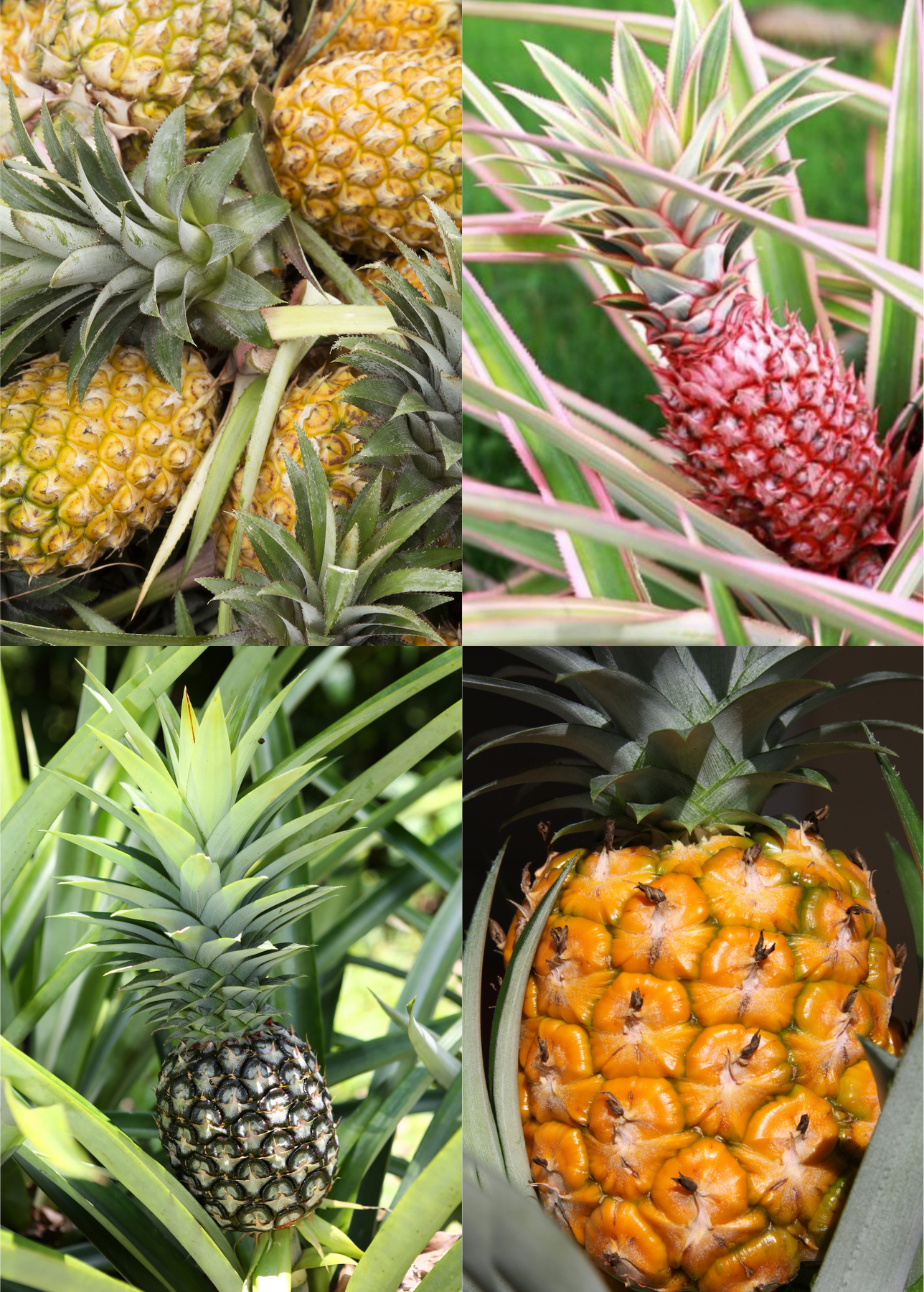exotic pineapple plant Pineapple Bundle: 'White Jade', 'Variegated Juicy', & 'Elite Gold' – Sow Exotic