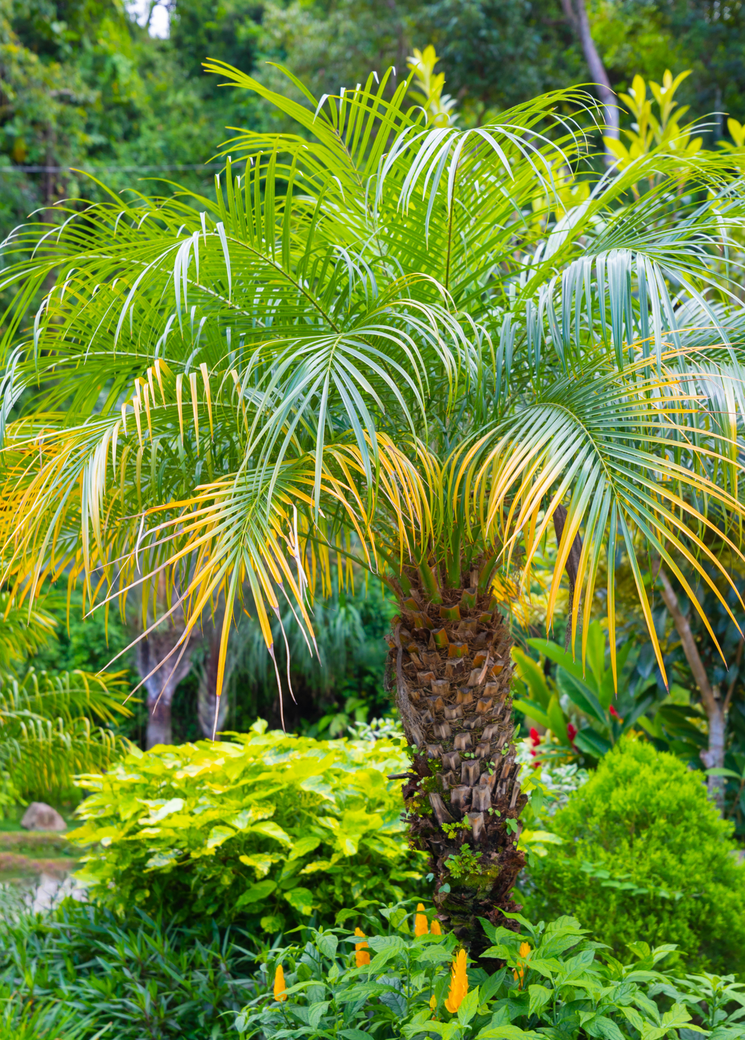 live palm tree plants Pygmy Date Palm (Phoenix roebelenii)