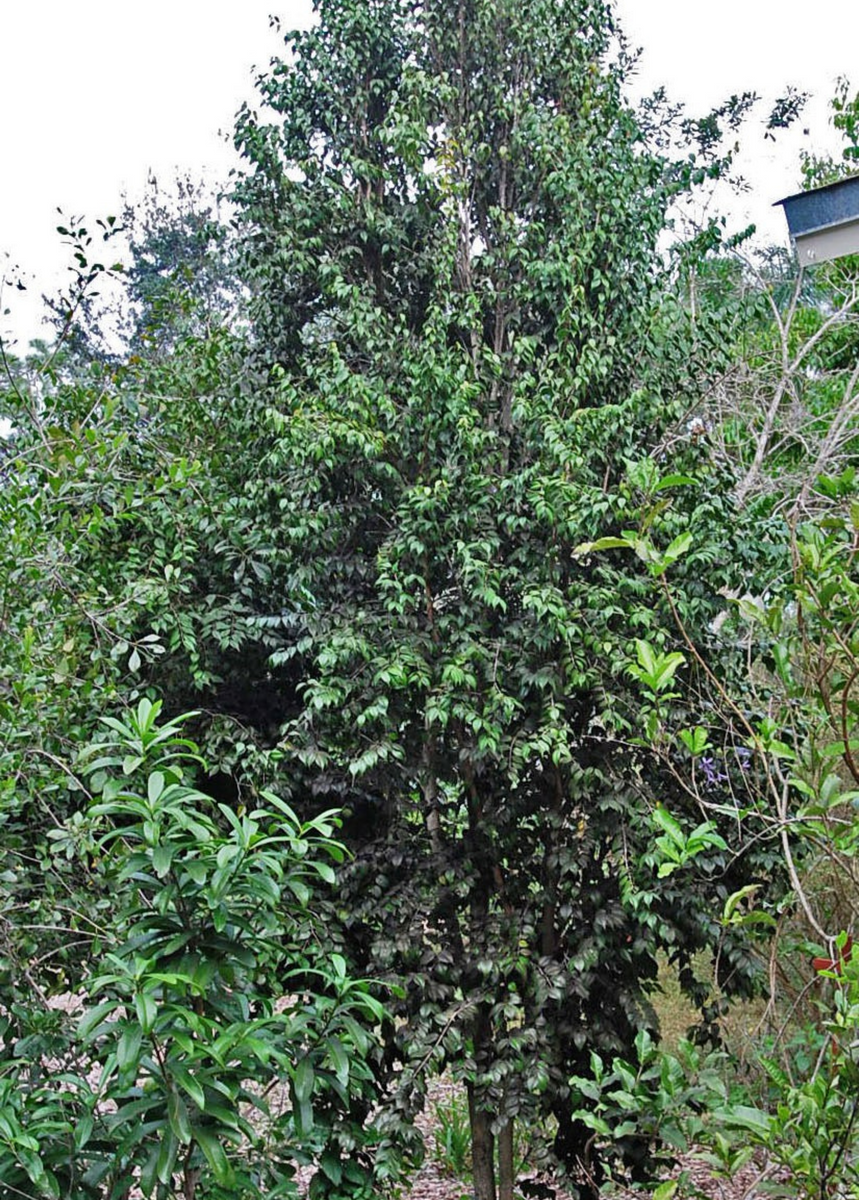 Red Berry Stopper (Eugenia confusa) Plants for Sale - SowExotic.com ...