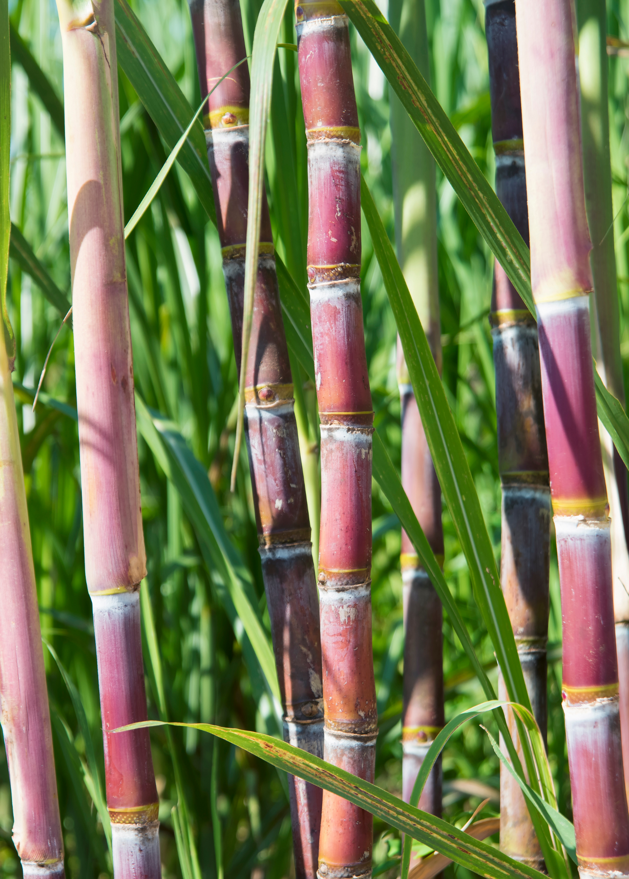 Red Sugar Cane Plants For Sale - SowExotic.com – Sow Exotic Red Sugar Cane Plants For Sale - SowExotic.com – Sow Exotic