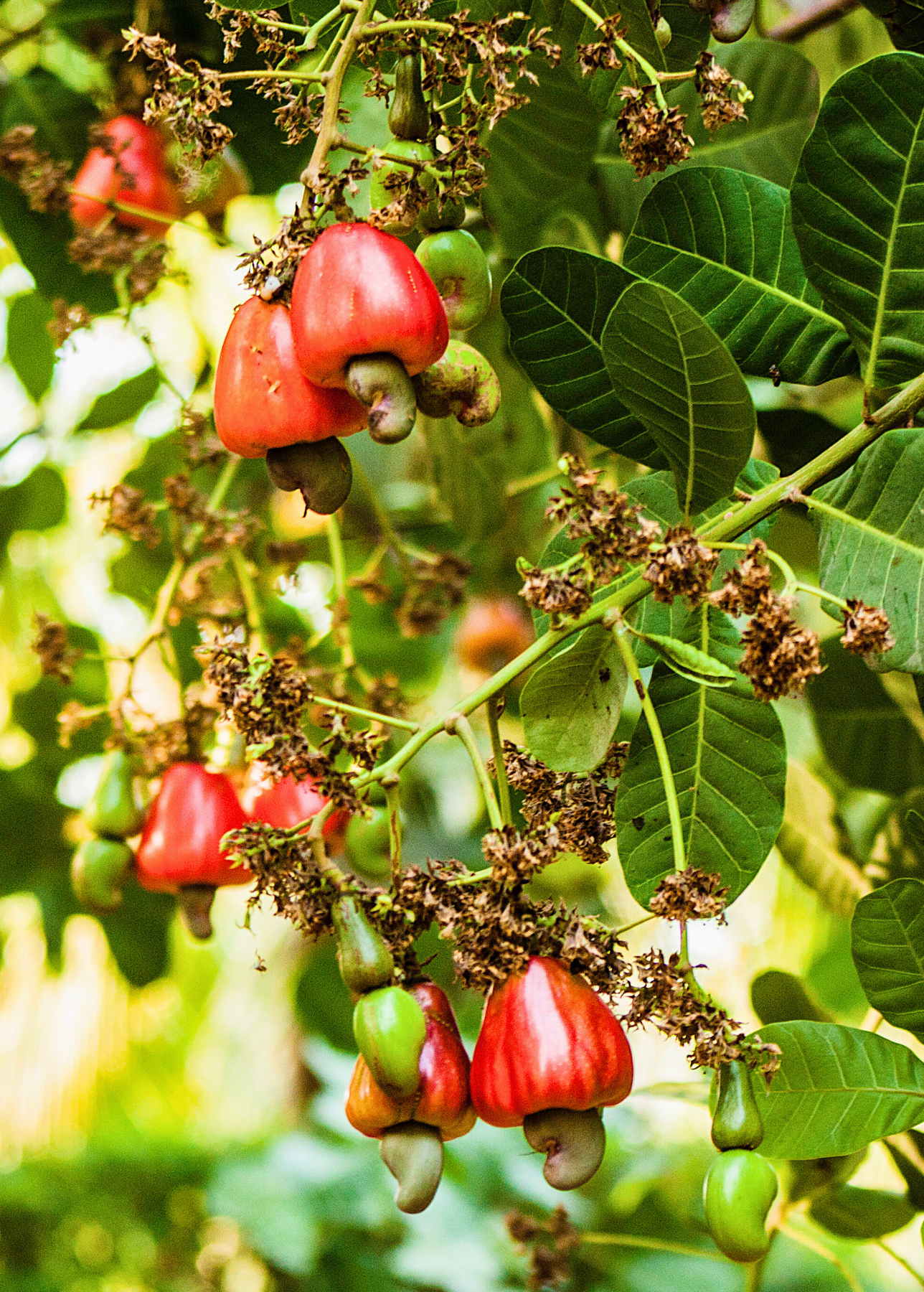 money tree red fruit Red Cashew Apple Fruit Tree For Sale