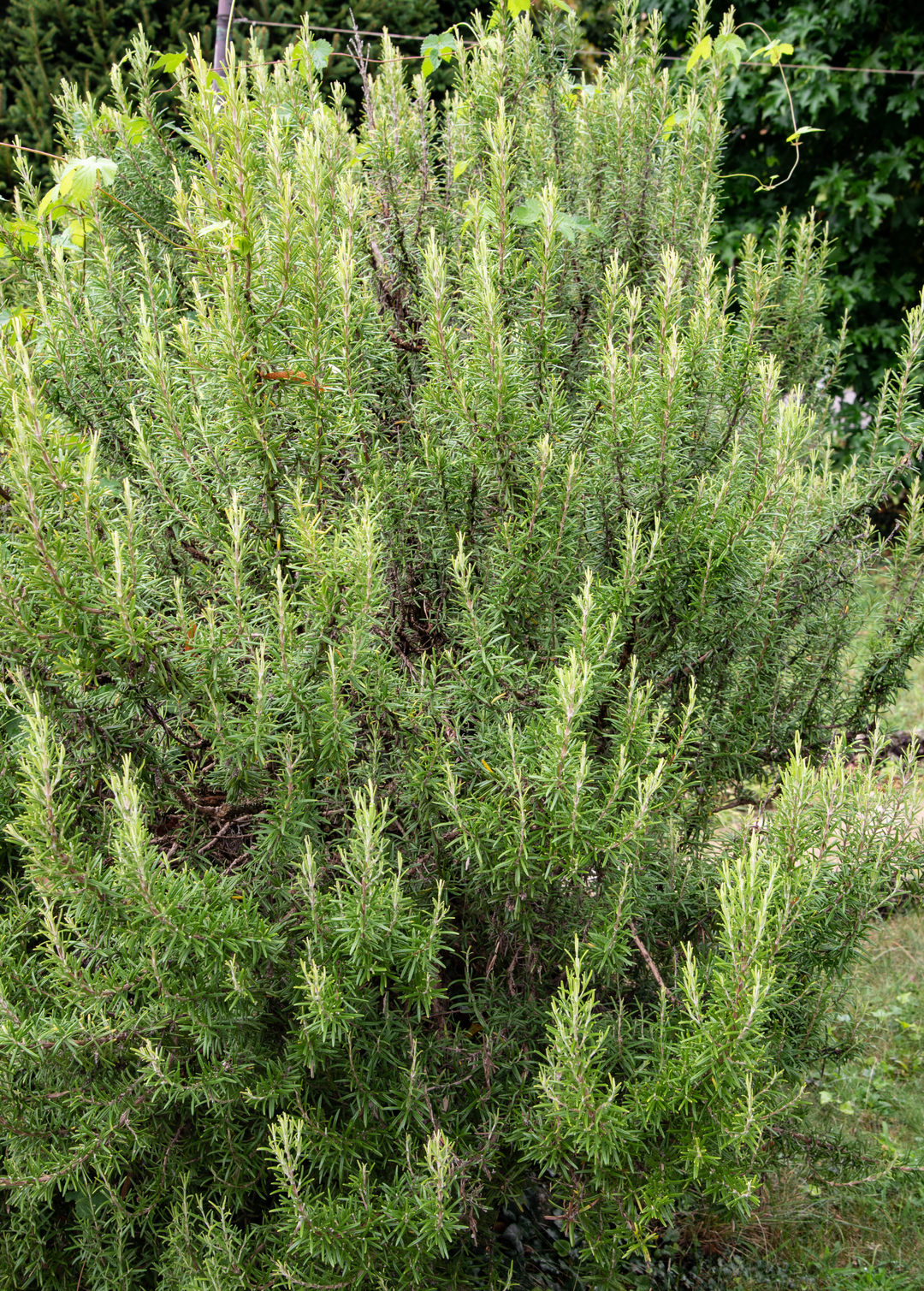 rosemary plant to buy Rosemary (Rosmarinus officinalis)