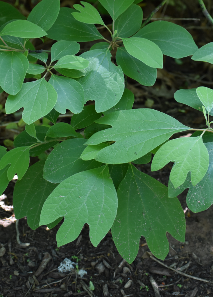 African Blue Basil Plants For Sale - SowExotic.com – Sow Exotic
