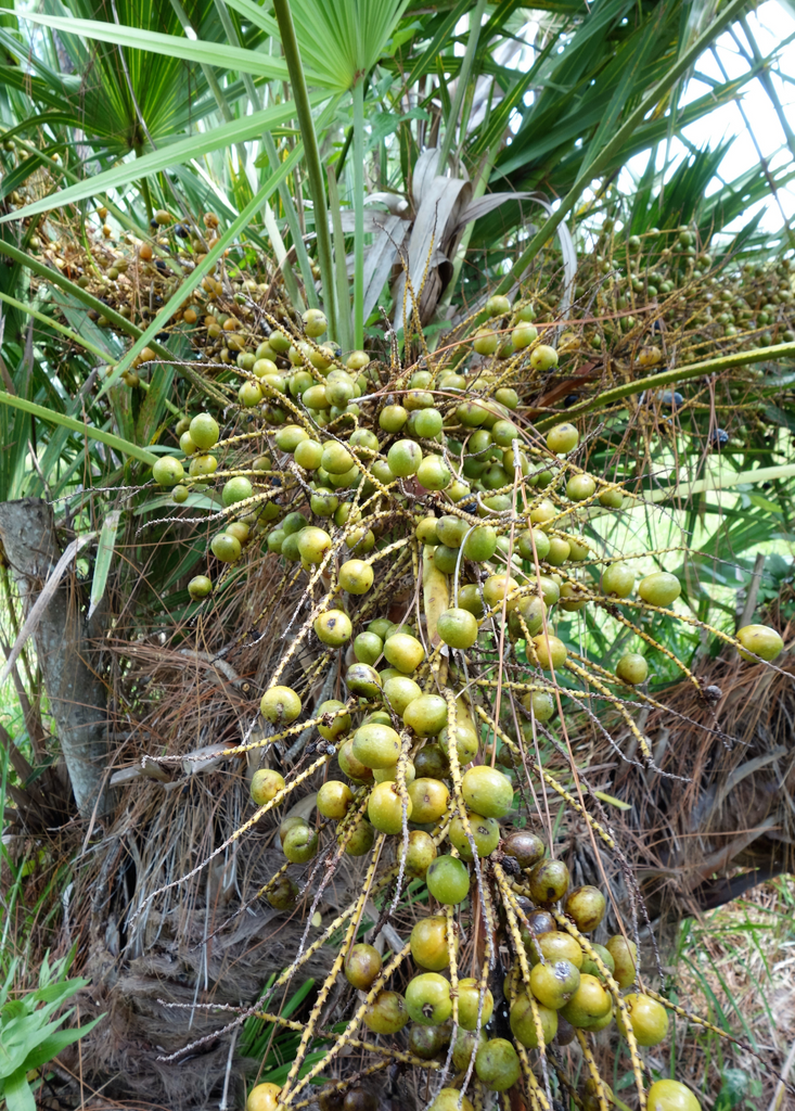 saw palm plant Saw Palmetto Plants For Sale