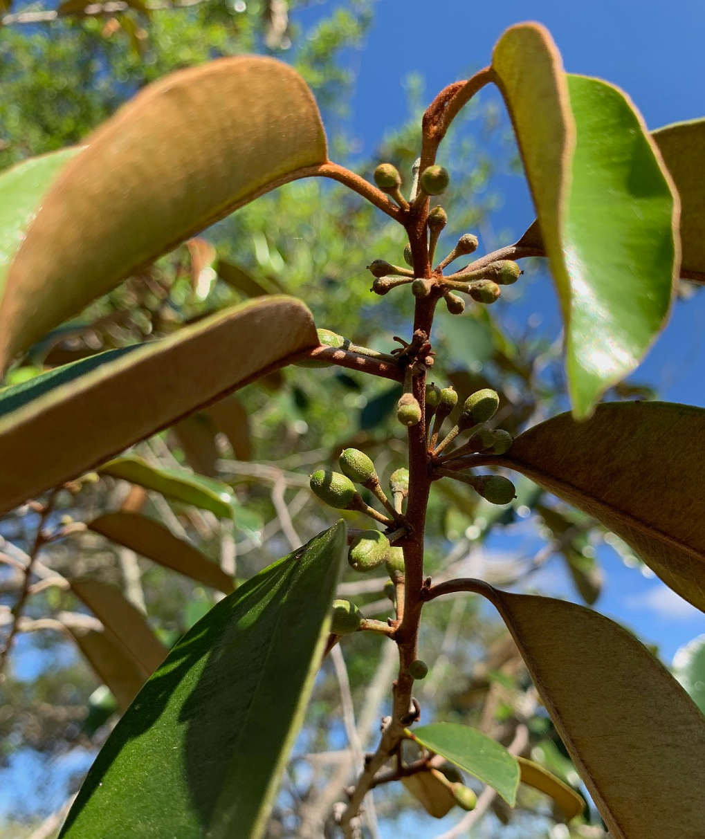 Camito Caimitito (Satin Leaf Tree, Damson Plum Fruit) Trees - SowExotic.com ...
