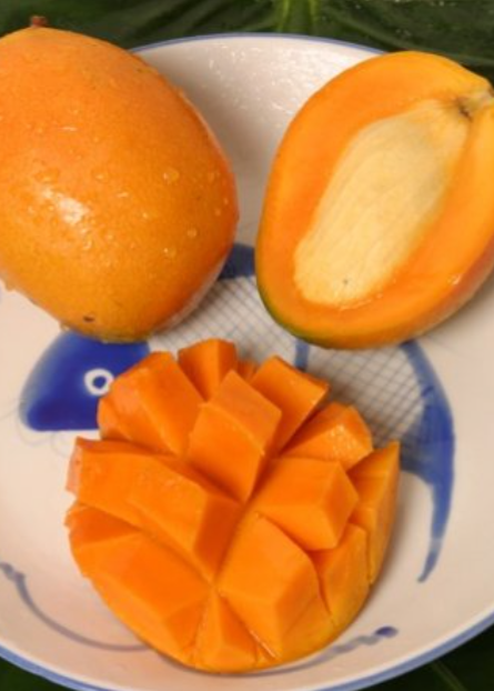Grafted Rare Gold Nugget Mango Fruit Trees For Sale - SowExotic