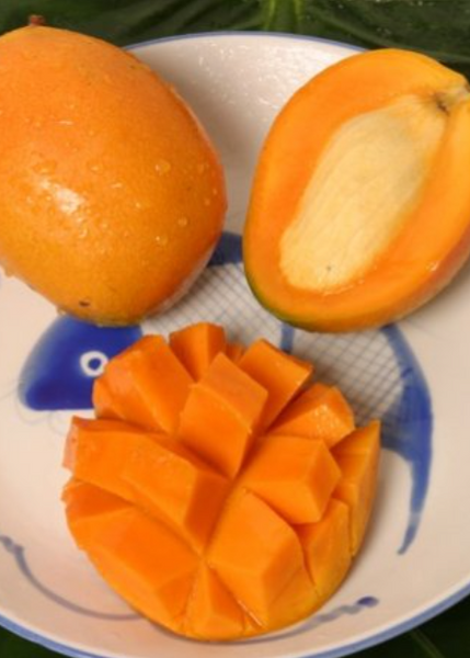 Grafted Rare Gold Nugget Mango Fruit Trees For Sale - SowExotic