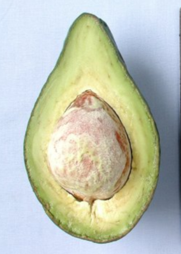 XL Cold Hardy Type A+B Avocado Bundle: 'Brogdon' + 'Lula' – Sow Exotic