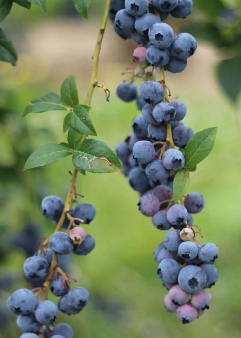 Emerald Blueberry Plants - Low Chill Florida Blueberry