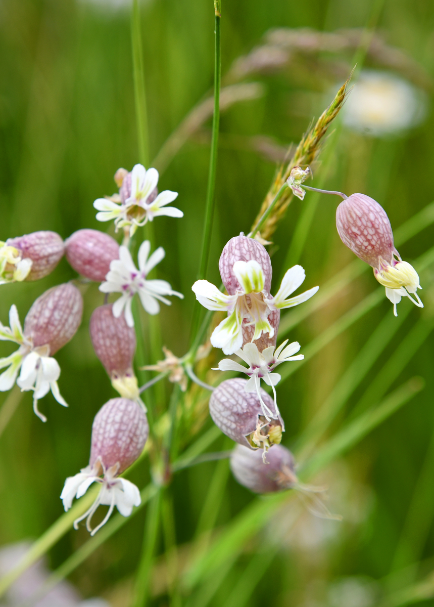 Sculpit (Silene inflata)Plants For Sale - SowExotic.com – Sow Exotic