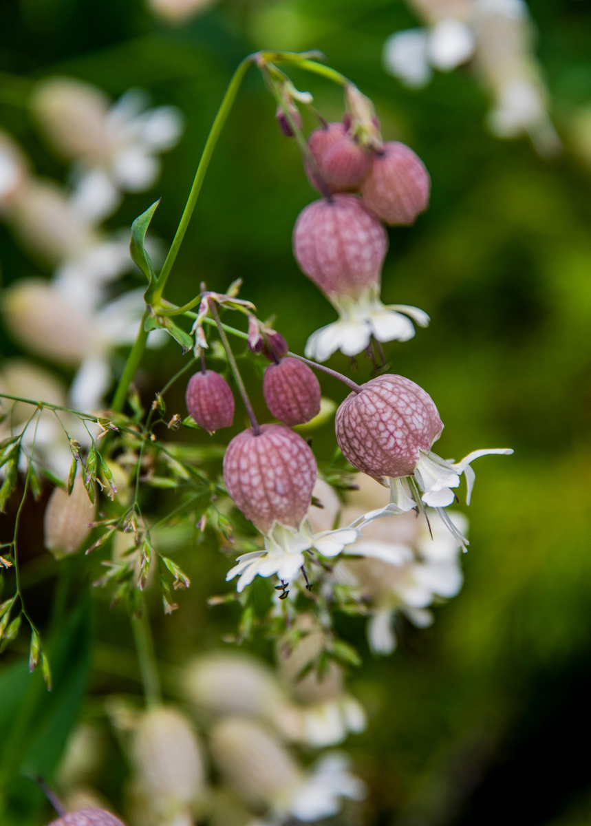 Sculpit (Silene inflata)Plants For Sale - SowExotic.com – Sow Exotic