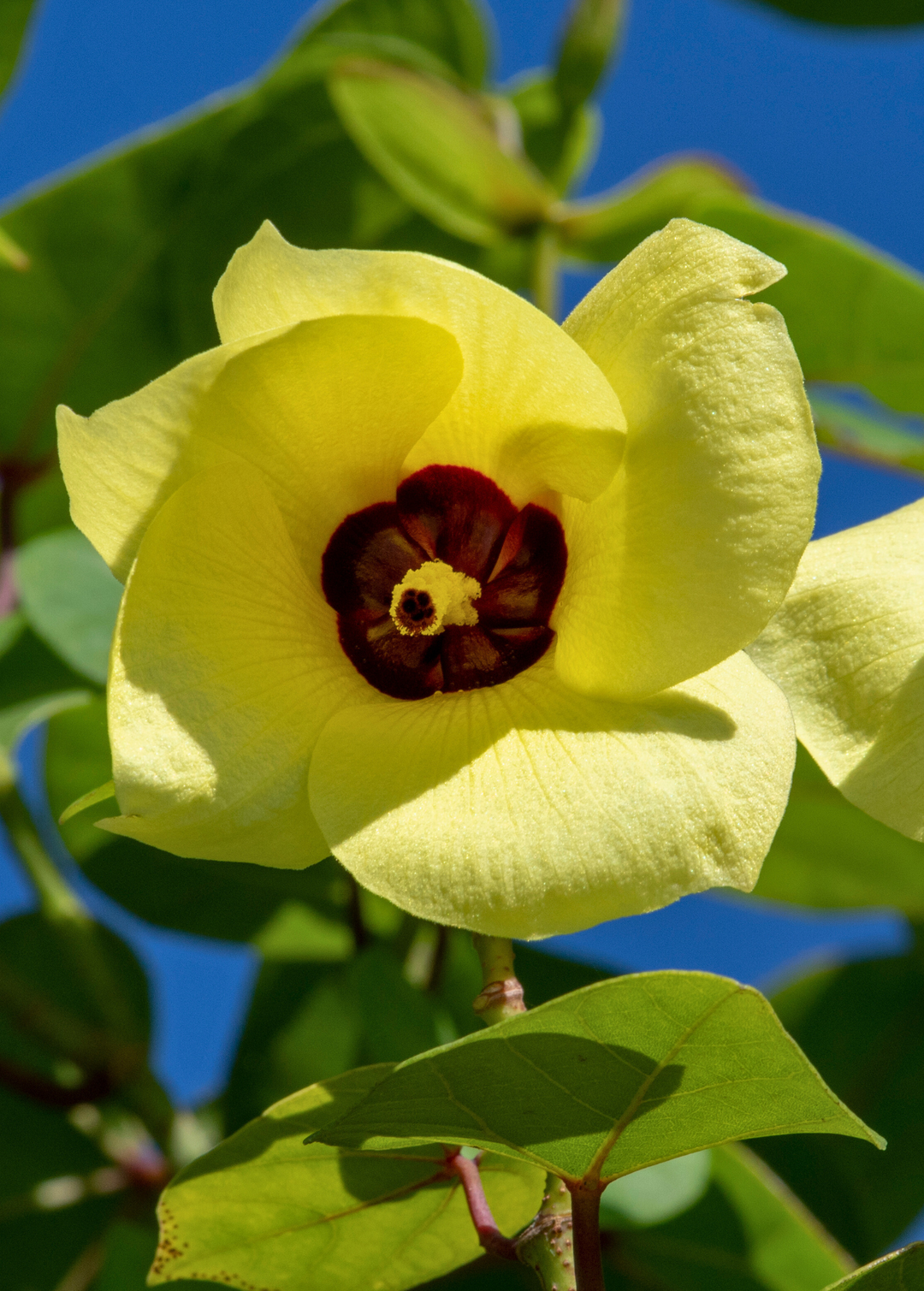 Sea Hibiscus, Mahoe Plants For Sale - SowExotic.com – Sow Exotic