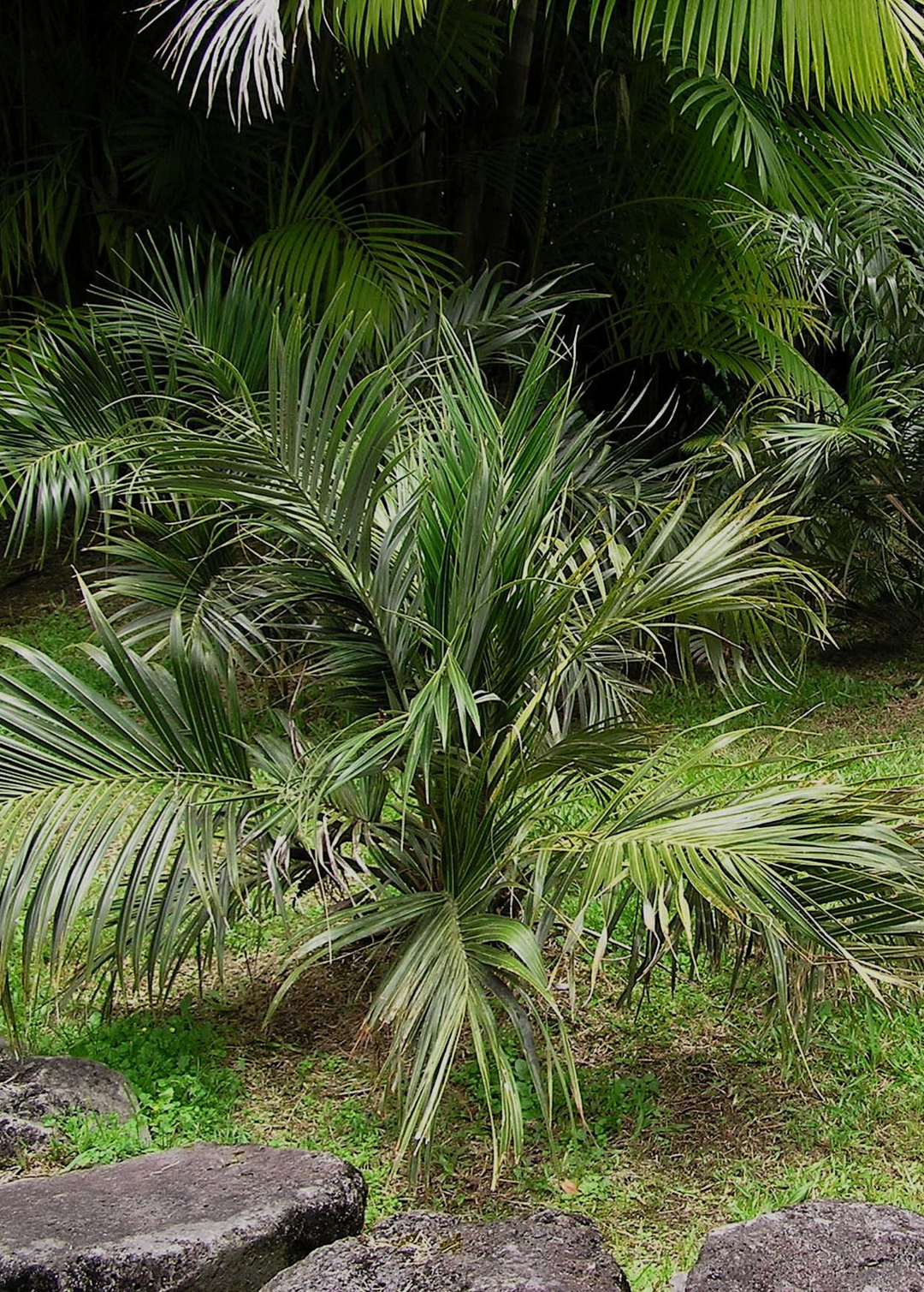 coastal palm plant Seashore Palm (Allagoptera arenaria) Fruit Trees For Sale
