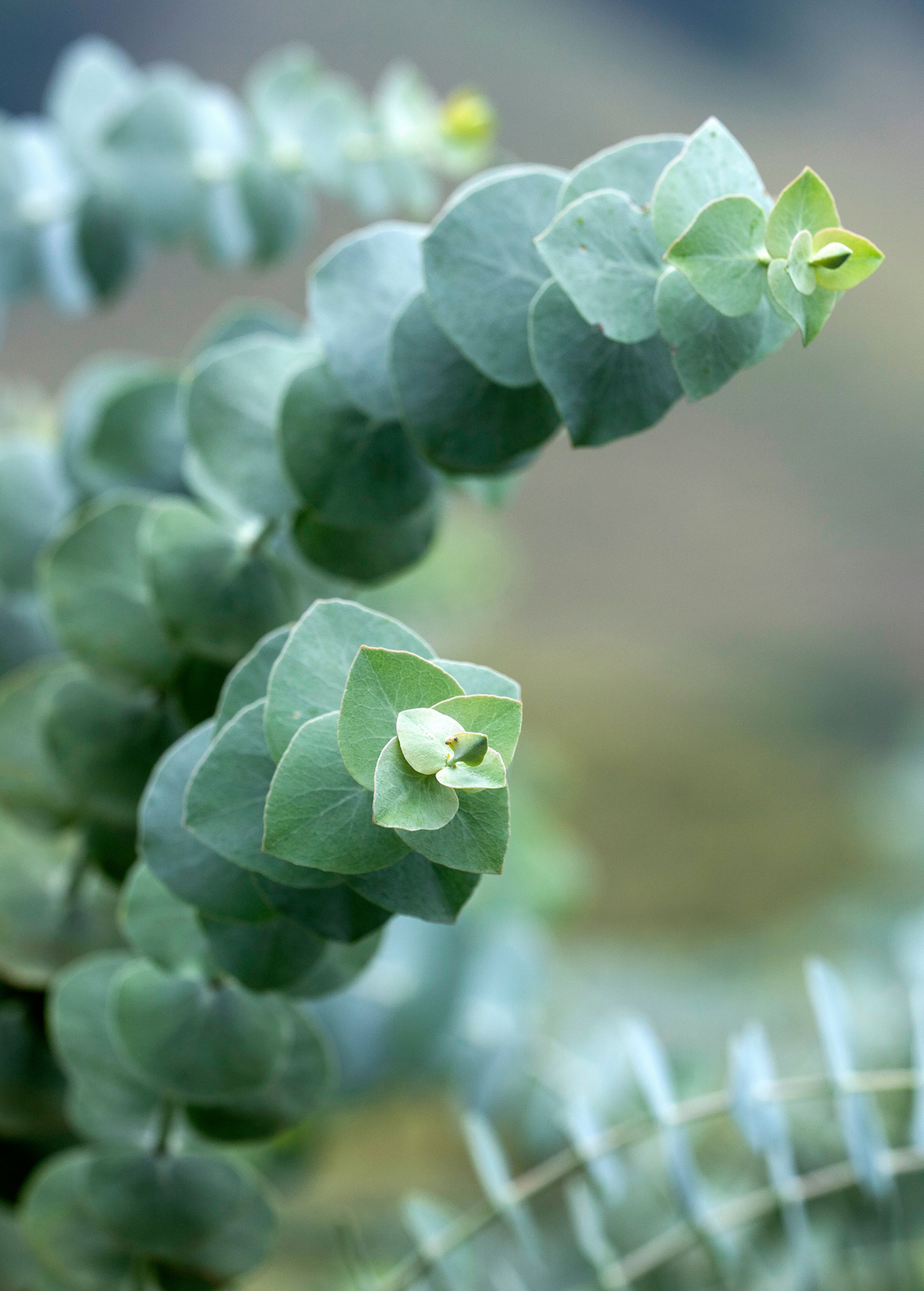 Silver Dollar 'Baby Blue' Eucalyptus – Sow Exotic