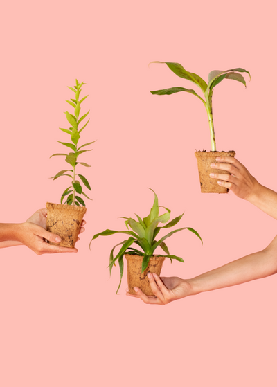 Delivered in Plantable Pots