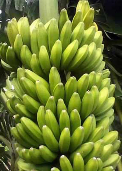 close up of very full Sweetheart banana bunch with yellow green bananas