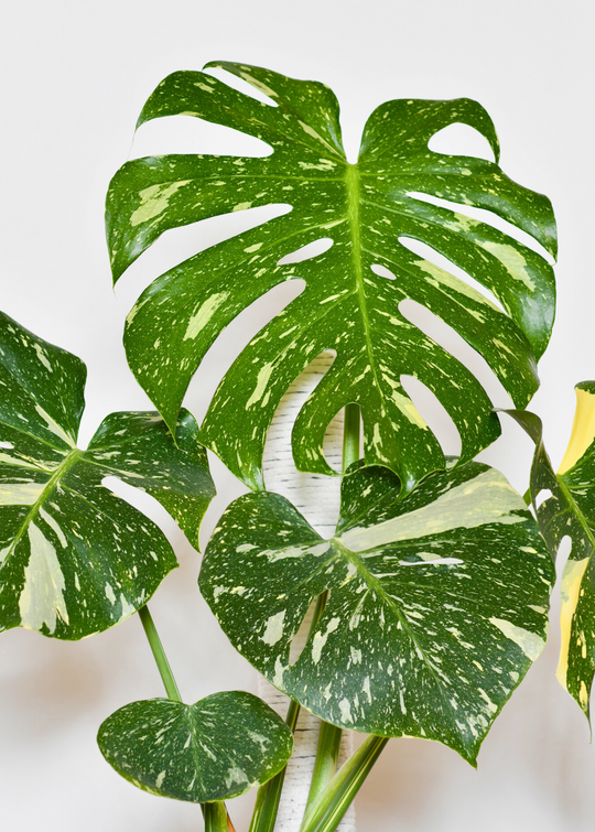 福袋・半額ポスター - クリーニング屋さん専用の通 Monstera Plant, Swiss Cheese Plant, Monstera Deliciosa | Sow モンステラ・ポトス