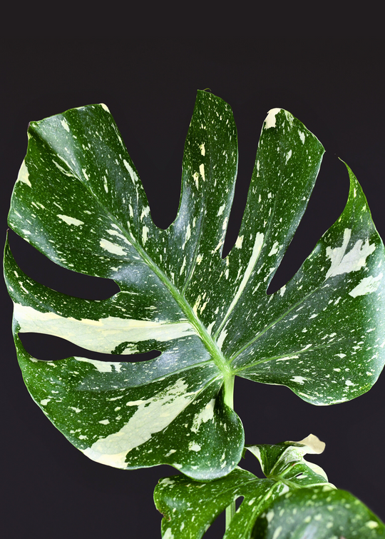 exotic monstera plant Monstera Plant, Swiss Cheese Plant, Monstera Deliciosa