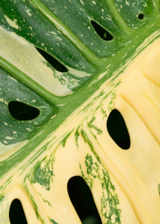 Monstera Plant, Swiss Cheese Plant, Monstera Deliciosa
