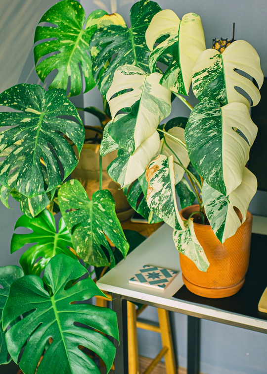 正規代理店 Plant, Cheese Swiss Plant, Monstera Monstera Sow | Deliciosa モンステラ・ポトス