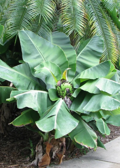 short but broad and leafy Truly Tiny Banana plant with fan shaped banana bunch with green leaves growing under a palm tree