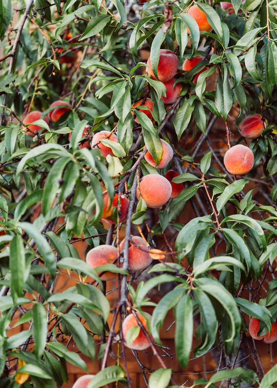 UFSunFruitTreesForSale-