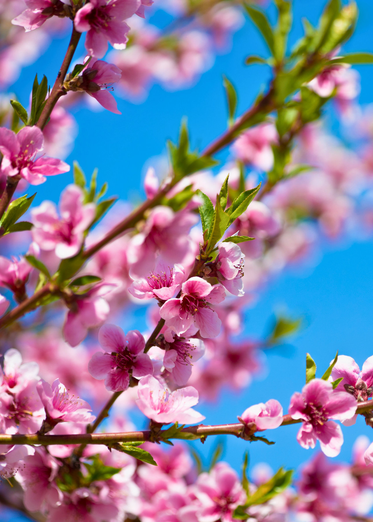 UF One Peach Trees For Sale | Low Chill Peach Tree | Sow Exotic